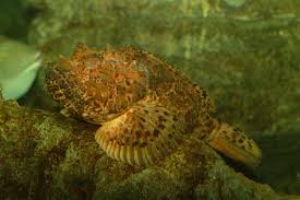 Image result for Scorpaena scrofa