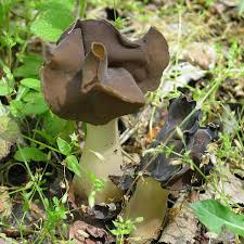 Attēlu rezultāti vaicājumam “Helvella”