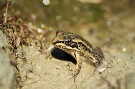 Attēlu rezultāti vaicājumam “Pelophylax juvenile”