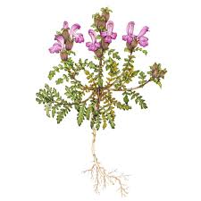 Attēlu rezultāti vaicājumam “Plantaginaceae”