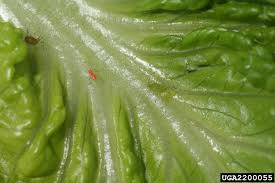 Attēlu rezultāti vaicājumam “Acyrthosiphon”