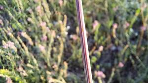 Attēlu rezultāti vaicājumam “Onobrychis arenaria leaf”