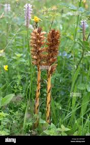 Attēlu rezultāti vaicājumam “Orobanche elatior flower”