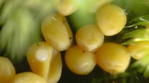 Attēlu rezultāti vaicājumam “Cribraria intricata”