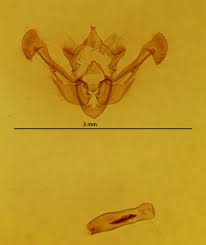 Attēlu rezultāti vaicājumam “Chortodes fluxa”