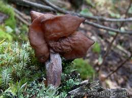 Attēlu rezultāti vaicājumam “Gyromitra infula”