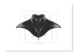Image result for Mobula alfredi