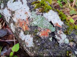 Attēlu rezultāti vaicājumam “Melanospora lagenaria”