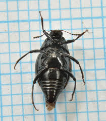 Attēlu rezultāti vaicājumam “Scaphidium quadrimaculatum”