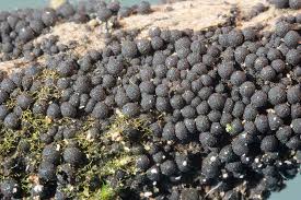 Attēlu rezultāti vaicājumam “Ruzenia spermoides”