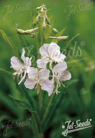 Image result for Epilobium angustifolium