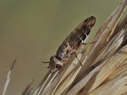 Attēlu rezultāti vaicājumam “Tetanops myopina”