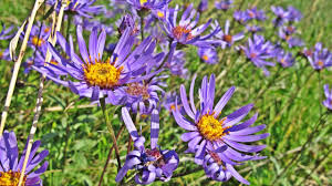 Image result for Aster amellus