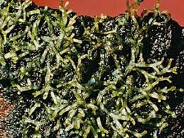 Attēlu rezultāti vaicājumam “Riccia”