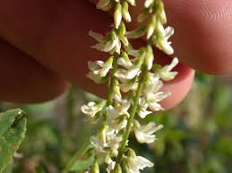 Attēlu rezultāti vaicājumam “Melilotus albus”