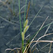 Attēlu rezultāti vaicājumam “Carex rostrata”