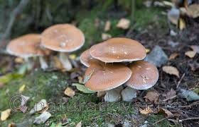 Attēlu rezultāti vaicājumam “Cortinarius praestans”