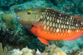 Image result for Sparisoma viride