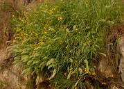 Attēlu rezultāti vaicājumam “Polypogon tentacularius male”