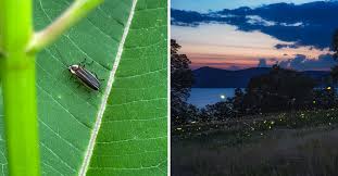 Image result for Fareham Fireflys Yc