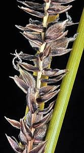Attēlu rezultāti vaicājumam “Carex lasiocarpa male flower”