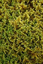 Attēlu rezultāti vaicājumam “Hypnum”