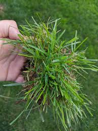 Attēlu rezultāti vaicājumam “Poa trivialis”