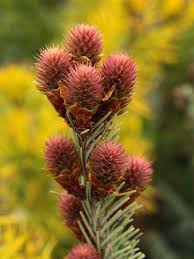 Attēlu rezultāti vaicājumam “Pseudotsuga menziesii flower”