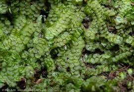 Attēlu rezultāti vaicājumam “Calypogeia muelleriana”