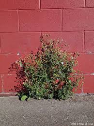 Attēlu rezultāti vaicājumam “Senecio viscosus flower”