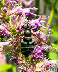 Attēlu rezultāti vaicājumam “Didea alneti”