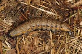 Attēlu rezultāti vaicājumam “Cucullia umbratica”