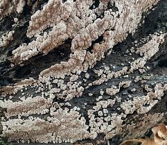 Attēlu rezultāti vaicājumam “Xylobolus frustulatus”