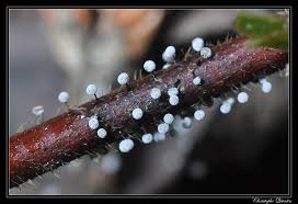 Attēlu rezultāti vaicājumam “Didymium nigripes”