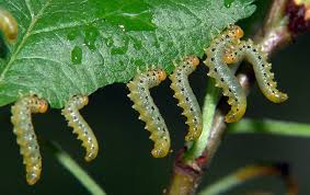 Attēlu rezultāti vaicājumam “Pristiphora maesta larva”