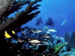 Image result for Abyss Dive Club