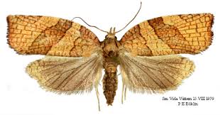 Attēlu rezultāti vaicājumam “Pandemis corylana”