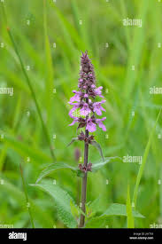 Attēlu rezultāti vaicājumam “Stachys palustris flower”