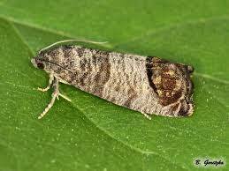 Attēlu rezultāti vaicājumam “Cydia pomonella”