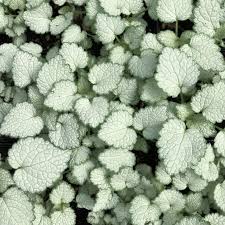 Attēlu rezultāti vaicājumam “Lamium maculatum leaf”