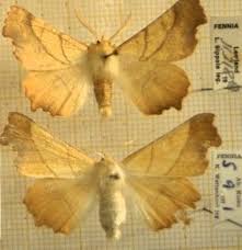 Attēlu rezultāti vaicājumam “Ennomos autumnaria male”