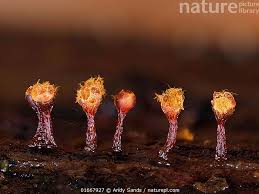 Attēlu rezultāti vaicājumam “Trichia botrytis”