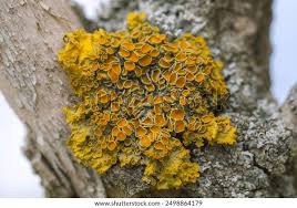Attēlu rezultāti vaicājumam “Xanthoria parietina”