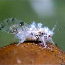 Attēlu rezultāti vaicājumam “Aphididae”