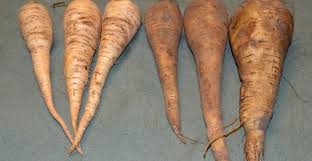 Image result for Pastinake