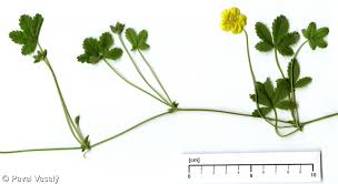 Attēlu rezultāti vaicājumam “Potentilla reptans flower”