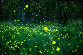 Image result for Fareham Fireflys Yc