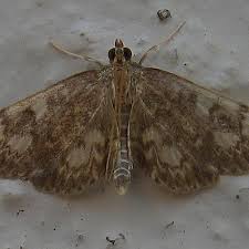 Attēlu rezultāti vaicājumam “Anania coronata”