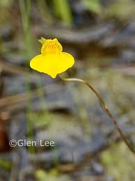 Attēlu rezultāti vaicājumam “Utricularia intermedia leaf”