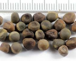 Attēlu rezultāti vaicājumam “Lathyrus sylvestris bud”